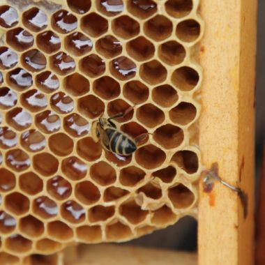Biene im Stock